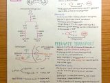 Photosynthesis and Cellular Respiration Review Worksheet Answer Key or if Only All Students took Such Great Notes