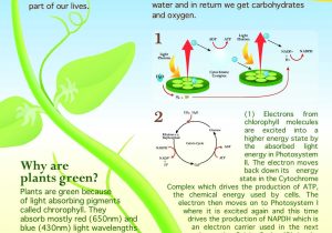 Photosynthesis and Cellular Respiration Review Worksheet Answer Key together with Synthesis is the Process that Allows solar Energy to Be