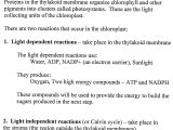 Photosynthesis and Cellular Respiration Review Worksheet Answer Key with Clip Arts Food Web Coloring Page Photosynthesis Coloring