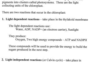 Photosynthesis and Cellular Respiration Review Worksheet Answer Key with Clip Arts Food Web Coloring Page Photosynthesis Coloring