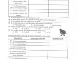 Photosynthesis and Cellular Respiration Worksheet Answers and Synthesis and Cellular Respiration Worksheet High School Unique