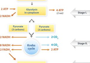 Photosynthesis and Cellular Respiration Worksheet Answers as Well as Synthesis and Respiration Worksheet Answer Key Inspirational 65