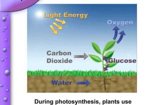 Photosynthesis Diagrams Worksheet Answers Along with Synthesis Diagrams Worksheet Answers Fresh Synthesis In Biology