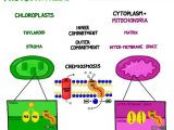 Photosynthesis Diagrams Worksheet Answers Also 22 Best Diagrams Images On Pinterest