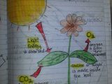 Photosynthesis Diagrams Worksheet Answers together with Synthesis Perfect Example Of A Diagram Students Could Do On A