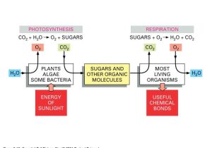 Photosynthesis Diagrams Worksheet Answers together with Worksheets 43 Awesome Synthesis and Cellular Respiration