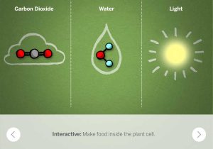 Photosynthesis Virtual Lab Worksheet Answer Key Also App Shopper Foundations Synthesis Education