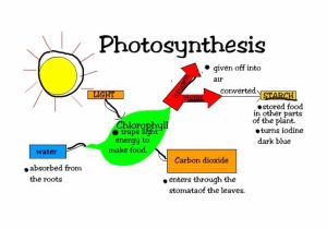 Photosynthesis Virtual Lab Worksheet Answer Key Also Synthesis Process Diagram Inspirational Process Phot