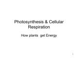 Photosynthesis Virtual Lab Worksheet Answer Key together with Balanced Symbol Equation for Aerobic Respiration Sport Inp