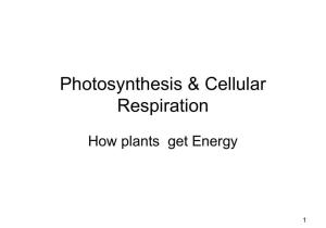 Photosynthesis Virtual Lab Worksheet Answer Key together with Balanced Symbol Equation for Aerobic Respiration Sport Inp