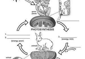 Photosynthesis Worksheet Answer Key together with Synthesis and Cellular Respiration Worksheet Answers Awesome