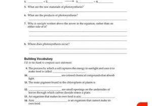 Photosynthesis Worksheet Answer Key together with Synthesis Worksheet Answer Key Kidz Activities