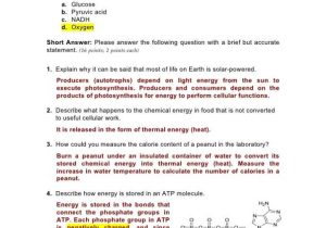 Photosynthesis Worksheet Answer Key together with Synthesis Worksheet Key Kidz Activities