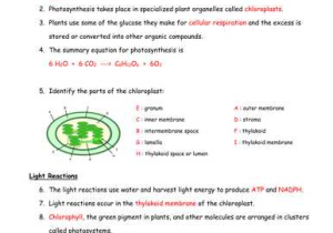 Photosynthesis Worksheet Answer Key with Synthesis Diagrams and Study Guide by Scienceisland Teaching
