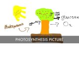 Photosynthesis Worksheet High School and Unit 4 Vocab by Carter Thweatt