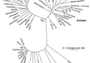 Phylogenetic Tree Worksheet Also 91 Best Phylogenetic Tree Images On Pinterest