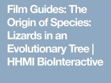 Phylogenetic Tree Worksheet Also Guides the origin Of Species Lizards In An Evolutionary Tree
