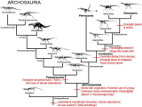 Phylogenetic Tree Worksheet Also Image Result for Mosasaur Phylogenetic Tree
