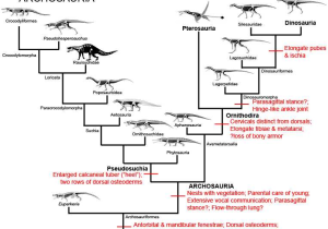 Phylogenetic Tree Worksheet Also Image Result for Mosasaur Phylogenetic Tree