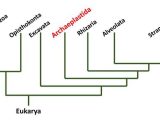 Phylogenetic Tree Worksheet Also Phylogenetic Tree Entemology Pinterest