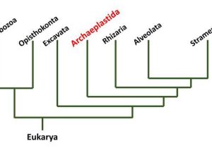 Phylogenetic Tree Worksheet Also Phylogenetic Tree Entemology Pinterest