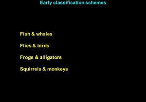Phylogenetic Tree Worksheet and Classification and Phylogeny Early Classification Schemes Fish