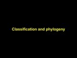 Phylogenetic Tree Worksheet or Classification and Phylogeny Early Classification Schemes Fish