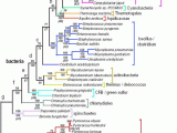 Phylogenetic Tree Worksheet with Interactive Phylogenetic Tree Science Pinterest