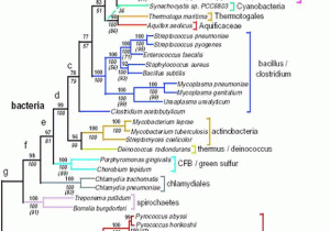 Phylogenetic Tree Worksheet with Interactive Phylogenetic Tree Science Pinterest