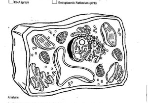 Plant and Animal Cell Coloring Worksheets Also Plant Cell Coloring Diagram Worksheet Answers