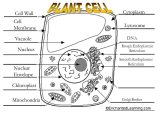 Plant and Animal Cell Coloring Worksheets and Functions Of organelles Ppt Video Online