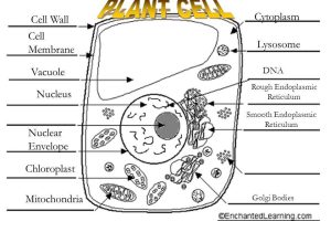 Plant and Animal Cell Coloring Worksheets and Functions Of organelles Ppt Video Online