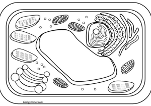 Plant and Animal Cell Coloring Worksheets as Well as Coloring Page for Rahab Coloring Home