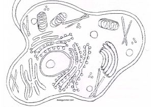 Plant and Animal Cell Coloring Worksheets or Free Coloring Pages Of Plant Cell Worksheet