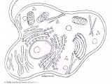 Plant and Animal Cell Coloring Worksheets or Ms Friedman S Foundations In Science Cell Biology