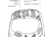 Plant and Animal Cell Coloring Worksheets together with Animal Cell Coloring Diagram Key Poonchengmoh Amali Poses