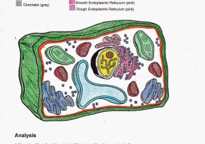 Plant and Animal Cell Coloring Worksheets together with Plant Cell Coloring Sheet