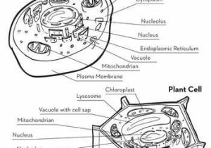 Plant Cell Coloring Worksheet Also 32 Best Science Cells Basic Unit Of Life Images On Pinterest