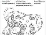 Plant Cell Coloring Worksheet Also Animal Cell Coloring Worksheet Animal Cell Coloring Page Animal and