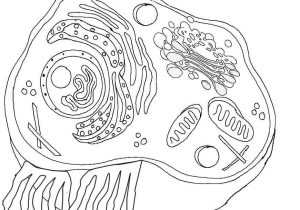 Plant Cell Coloring Worksheet Also Plant Cell Drawing at Getdrawings