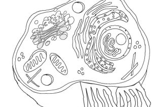 Plant Cell Coloring Worksheet and Plant Cell Drawing at Getdrawings