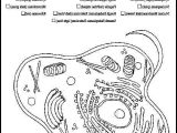 Plant Cell Coloring Worksheet Answers Along with 12 Awesome Animal Cell Coloring Page Answers Image