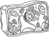 Plant Cell Coloring Worksheet Answers Along with 30 Best 5th Grade Biology Images On Pinterest