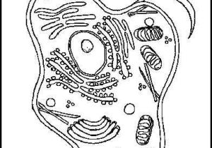 Plant Cell Coloring Worksheet Answers as Well as Animal Cell Coloring Worksheet Cell Labeled Cell Parts Coloring