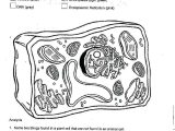 Plant Cell Coloring Worksheet Answers as Well as Animal Cell Coloring Worksheet Plant Cell Colori Worksheet Answers