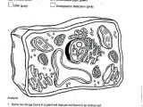 Plant Cell Coloring Worksheet Answers as Well as Plant Cell Coloring Answers – Benneedhamfo