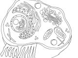 Plant Cell Coloring Worksheet Answers or Plant Cell Drawing at Getdrawings