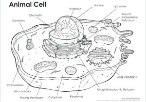 Plant Cell Coloring Worksheet Answers together with Animal Cell Coloring Worksheet Cell Labeled Cell Parts Coloring