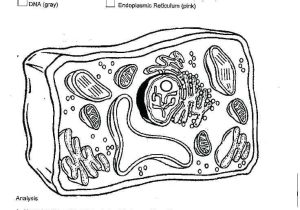 Plant Cell Coloring Worksheet as Well as Animal Cell Coloring Worksheet Animal Cell Coloring Page Animal and