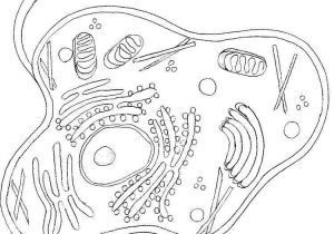 Plant Cell Coloring Worksheet as Well as Plant Cell Drawing at Getdrawings